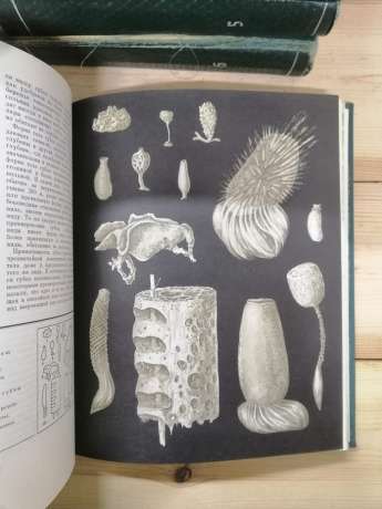 Життя тварин. Енциклопедія 7 книг (6 томів): Безхребетні. Земноводні, плазуни. Риби. Птахи. Ссавці, або звірі - 1968